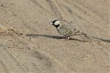 Ashy-crowned Sparrow-Larkborder=