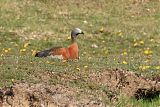 Ashy-headed Gooseborder=