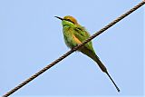 Asian Green Bee-eaterborder=