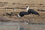 Asian Woolly-necked Storkborder=