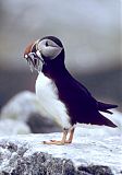 Atlantic Puffin