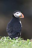 Atlantic Puffin