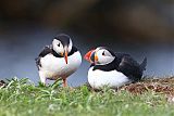 Atlantic Puffin