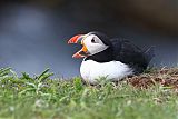 Atlantic Puffin