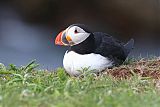Atlantic Puffin