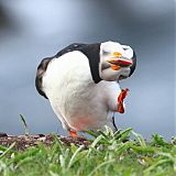Atlantic Puffin