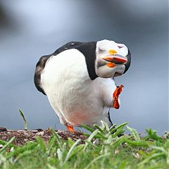 Atlantic Puffin