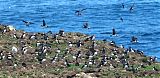 Atlantic Puffin