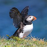 Atlantic Puffin