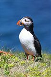 Atlantic Puffin