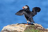 Atlantic Puffin