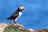 Atlantic Puffin