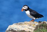 Atlantic Puffin