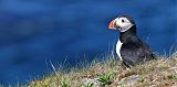 Atlantic Puffin