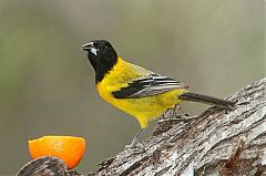 Audubon's Oriole