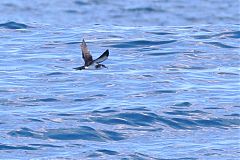 Sargasso Shearwater