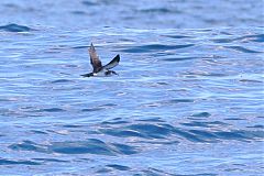 Audubon's Shearwater