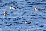 Audubon's Shearwater