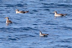 Audubon's Shearwater