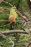 Austral Parakeetborder=