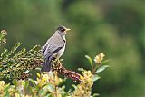 Austral Thrush