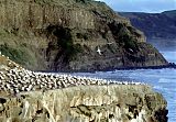 Australasian Gannet