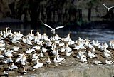 Australasian Gannet