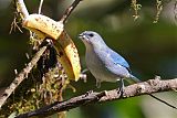 Azure-shouldered Tanager