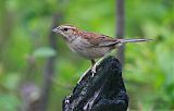 Bachman's Sparrow