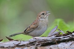 Bachman's Sparrow