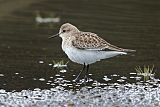 Baird's Sandpiper