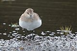 Baird's Sandpiper