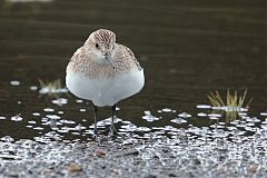 Baird's Sandpiper