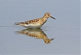 Baird's Sandpiper