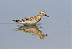 Baird's Sandpiper