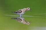 Baird's Sandpiper