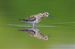 Baird's Sandpiper