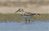 Baird's Sandpiper