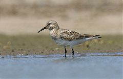 Baird's Sandpiper