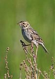 Baird's Sparrowborder=