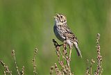 Baird's Sparrowborder=