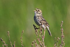 Baird's Sparrow