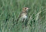 Baird's Sparrow