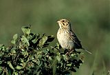 Baird's Sparrow