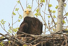 Bald Eagle