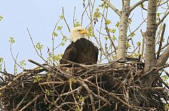 Bald Eagle