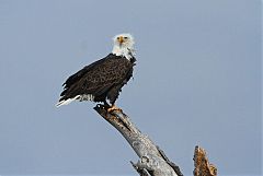 Bald Eagle