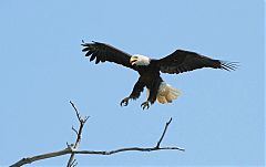 Bald Eagle