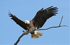 Bald Eagle