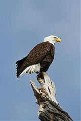 Bald Eagle